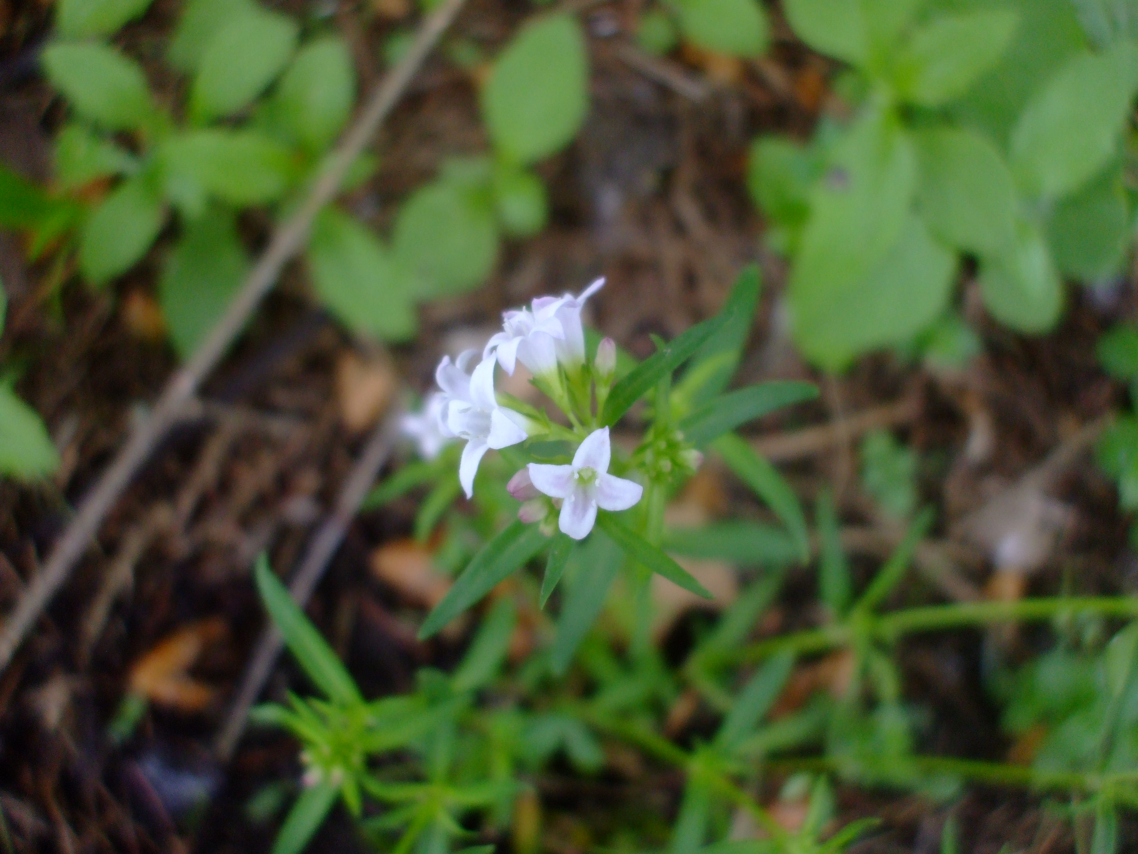 Houstonia canadensis